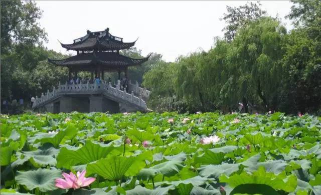 杞县西湖春天最新动态，小巷深处的独特风情