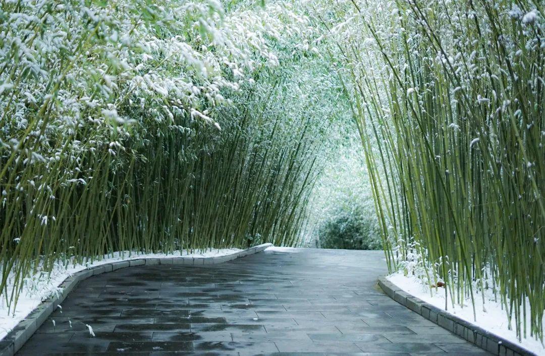 刹那雪最新，一场关于雪的深度探索