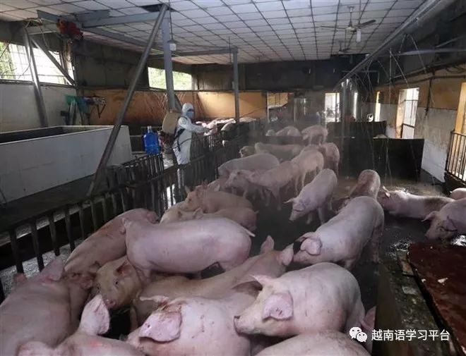 7月非洲猪瘟最新疫情与应对策略步骤指南