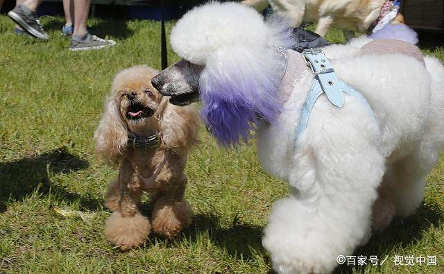 最新狗狗趣事，励志成长与自信与犬的温馨故事