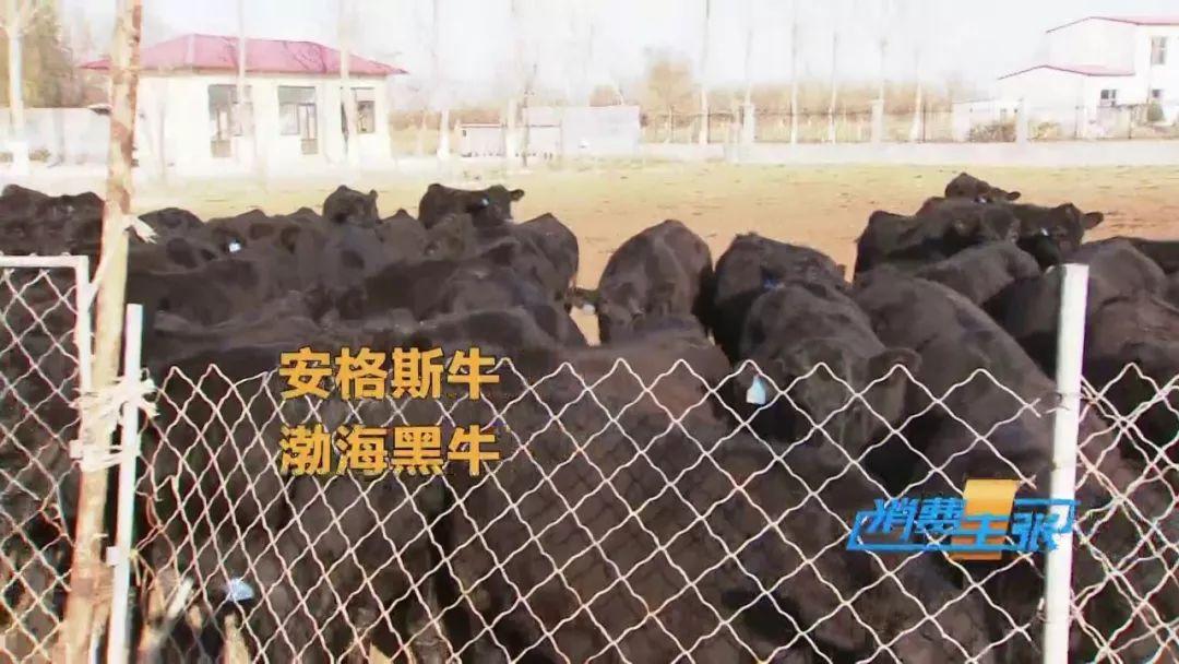 渤海股份行情深度探析，价值与机遇的博弈之战
