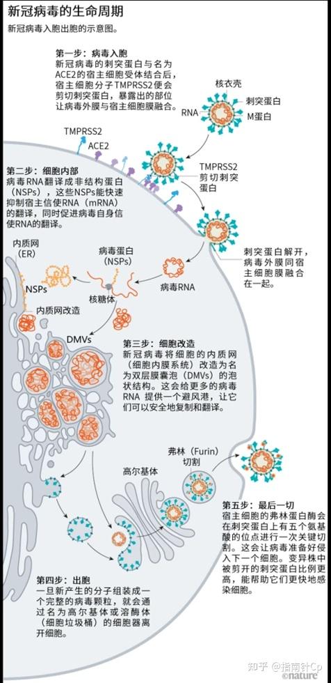 最新冠状病毒溃疡研究揭秘，深度探讨病毒与溃疡的关联