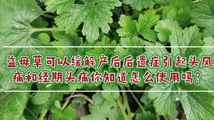益母草价格揭秘，背后的故事与地位影响