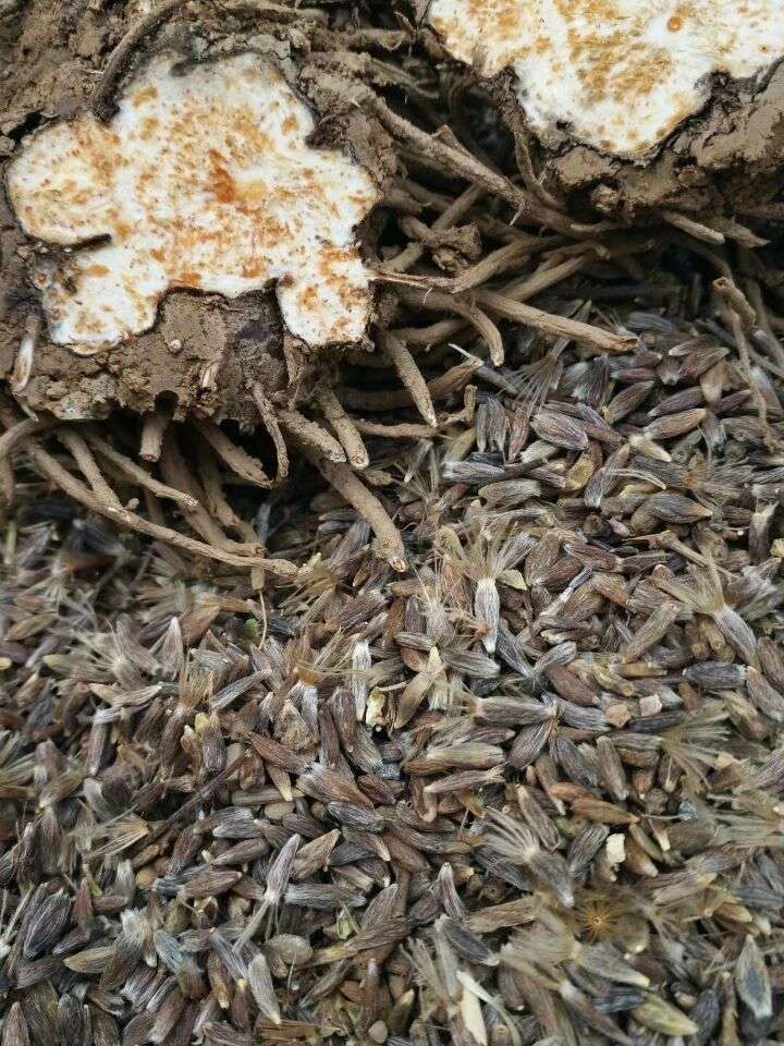 苍术种子价格探讨，影响因素及市场现状分析