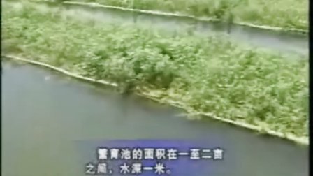 萌宠乐园最新养殖视频，温馨日常的精彩呈现