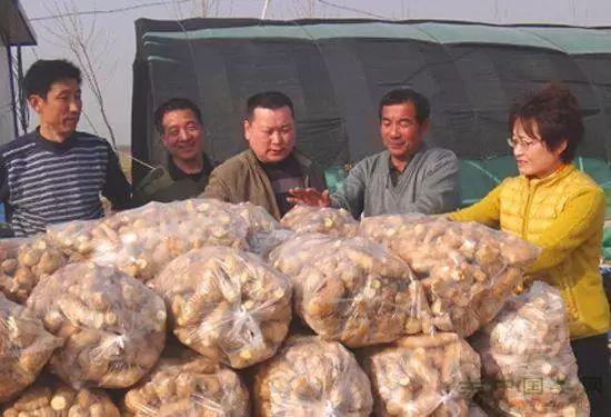黑埠子最新姜价格全面解析与获取指南