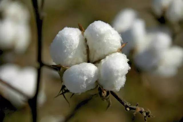 最新棉花价格行情动态更新