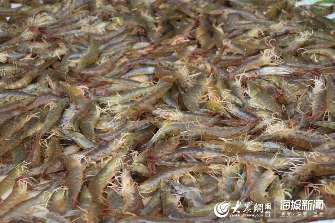 莱州大姜最新价格信息更新！