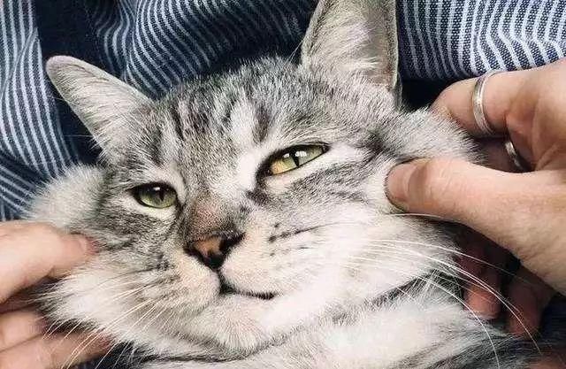 最新版猫咪云播，探索猫咪魅力世界的无限魅力🐱✨