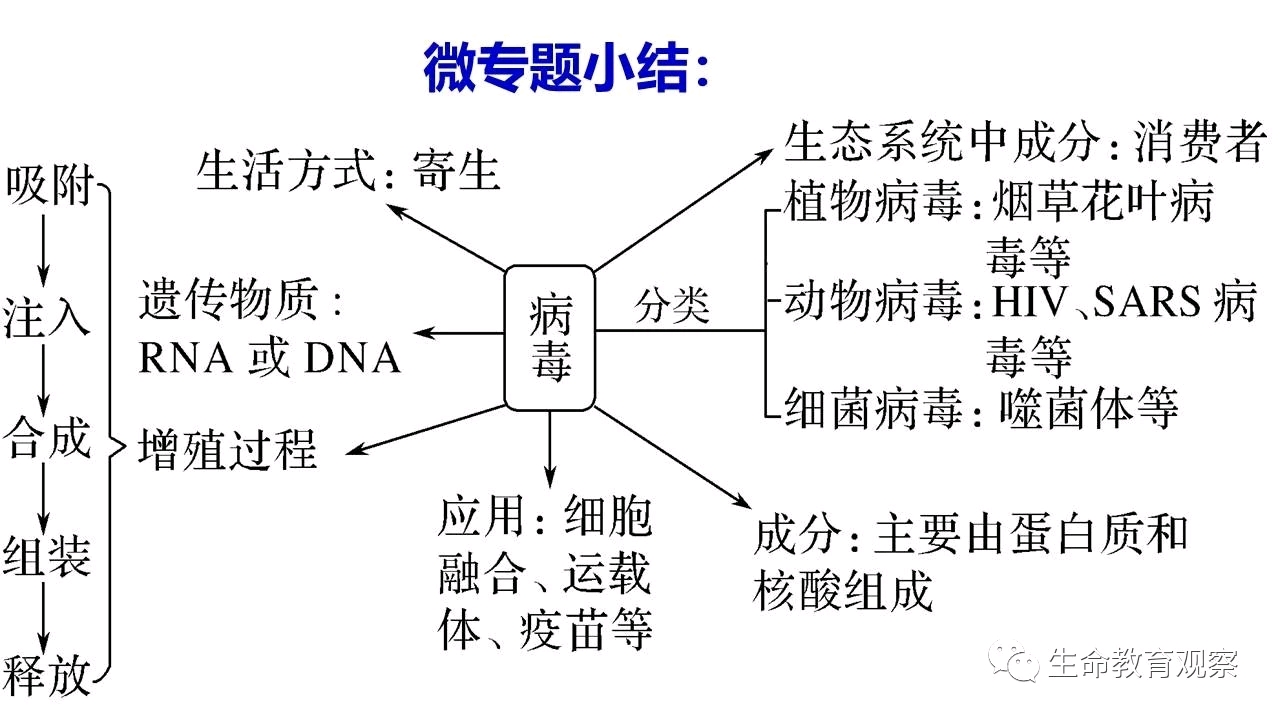 小巷深处的独特生物小店探秘，焦点生物最新动态揭秘